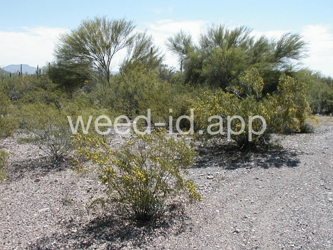 creosotebush